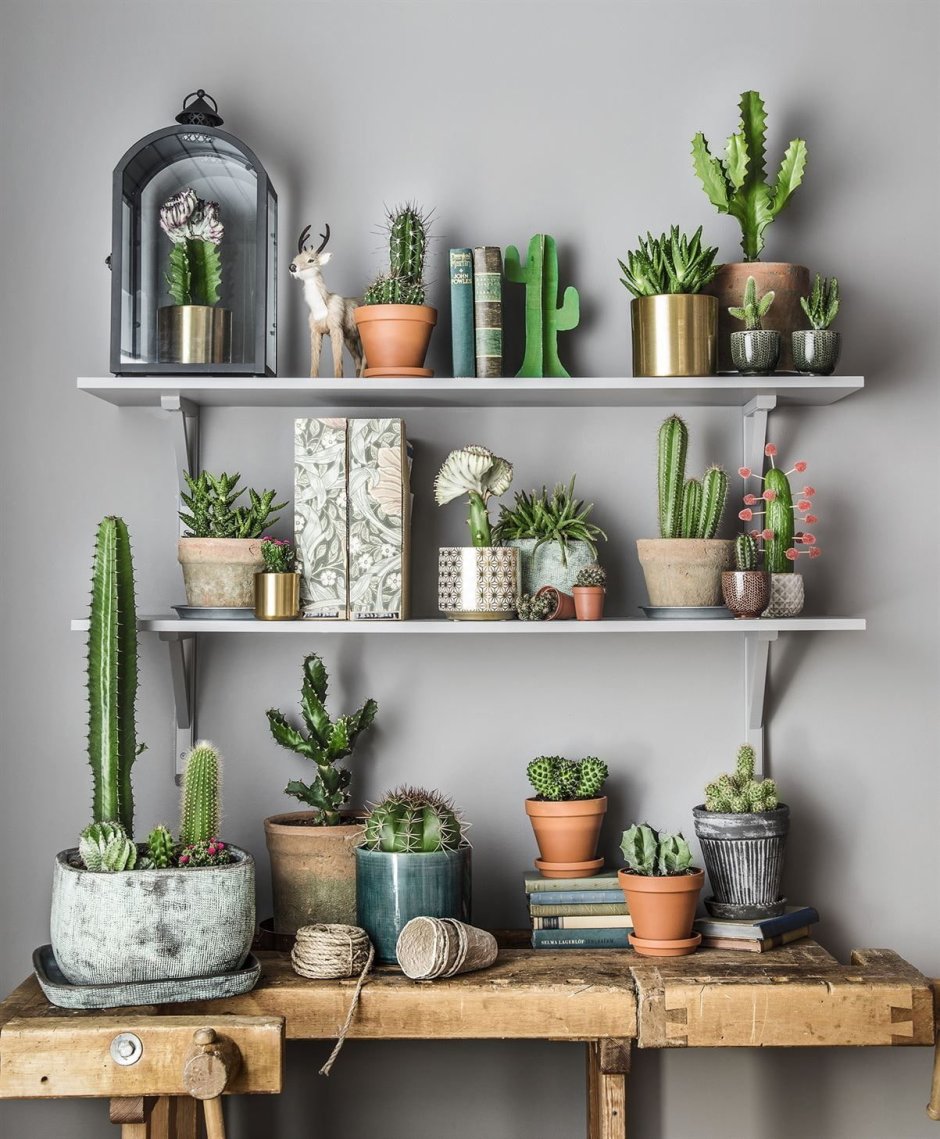 Стеллаж для суккулентов