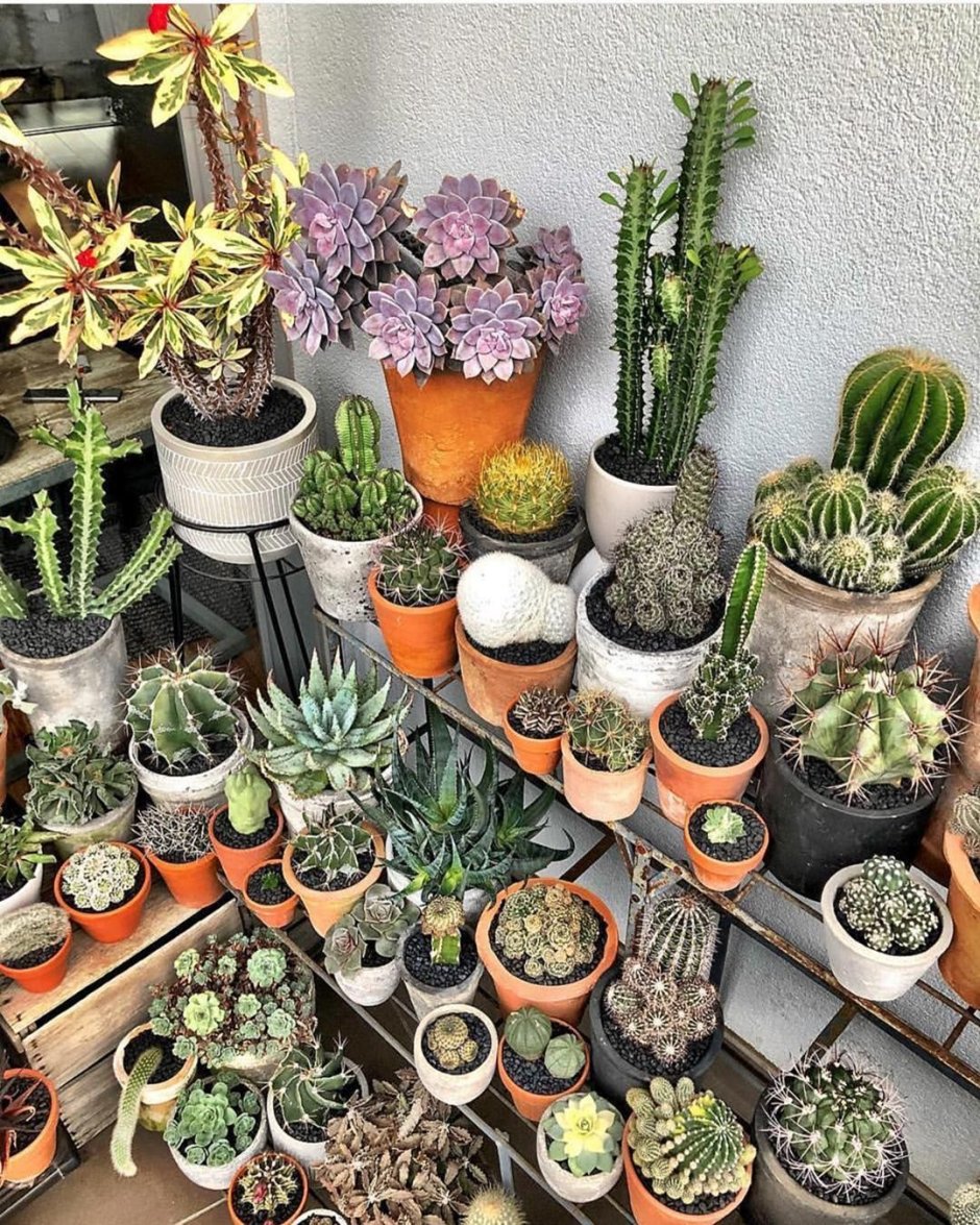 Полки для суккулентов