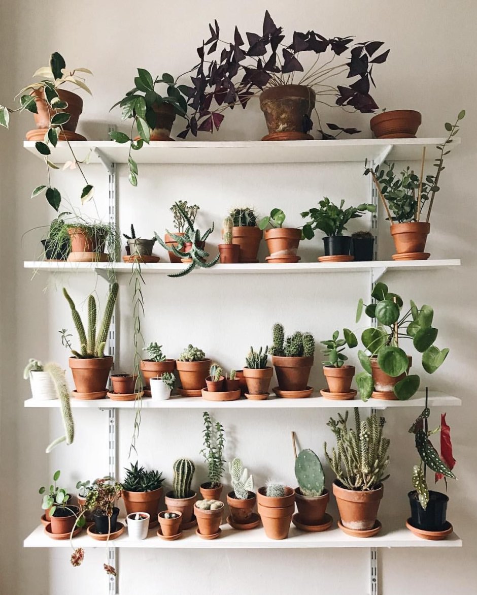 Стеллаж для растений