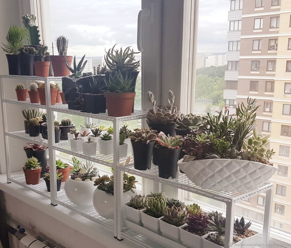 Полки для суккулентов