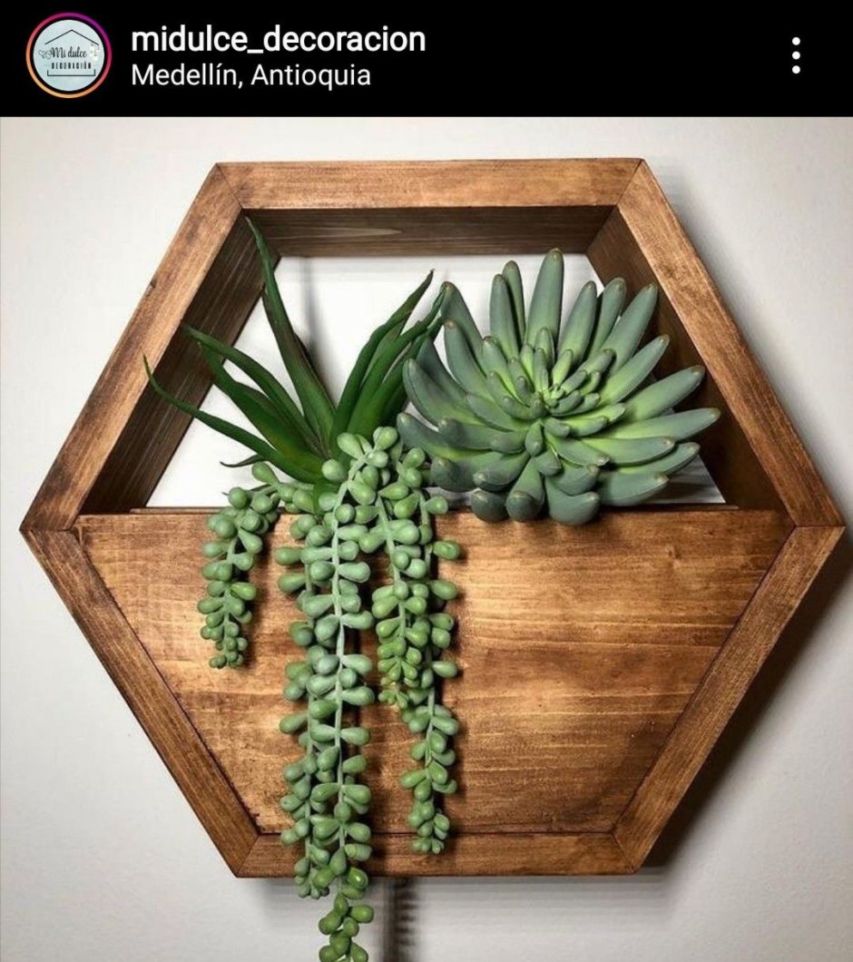 Суккуленты в интерьере