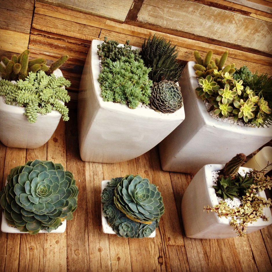 Стеллаж для суккулентов с подсветкой