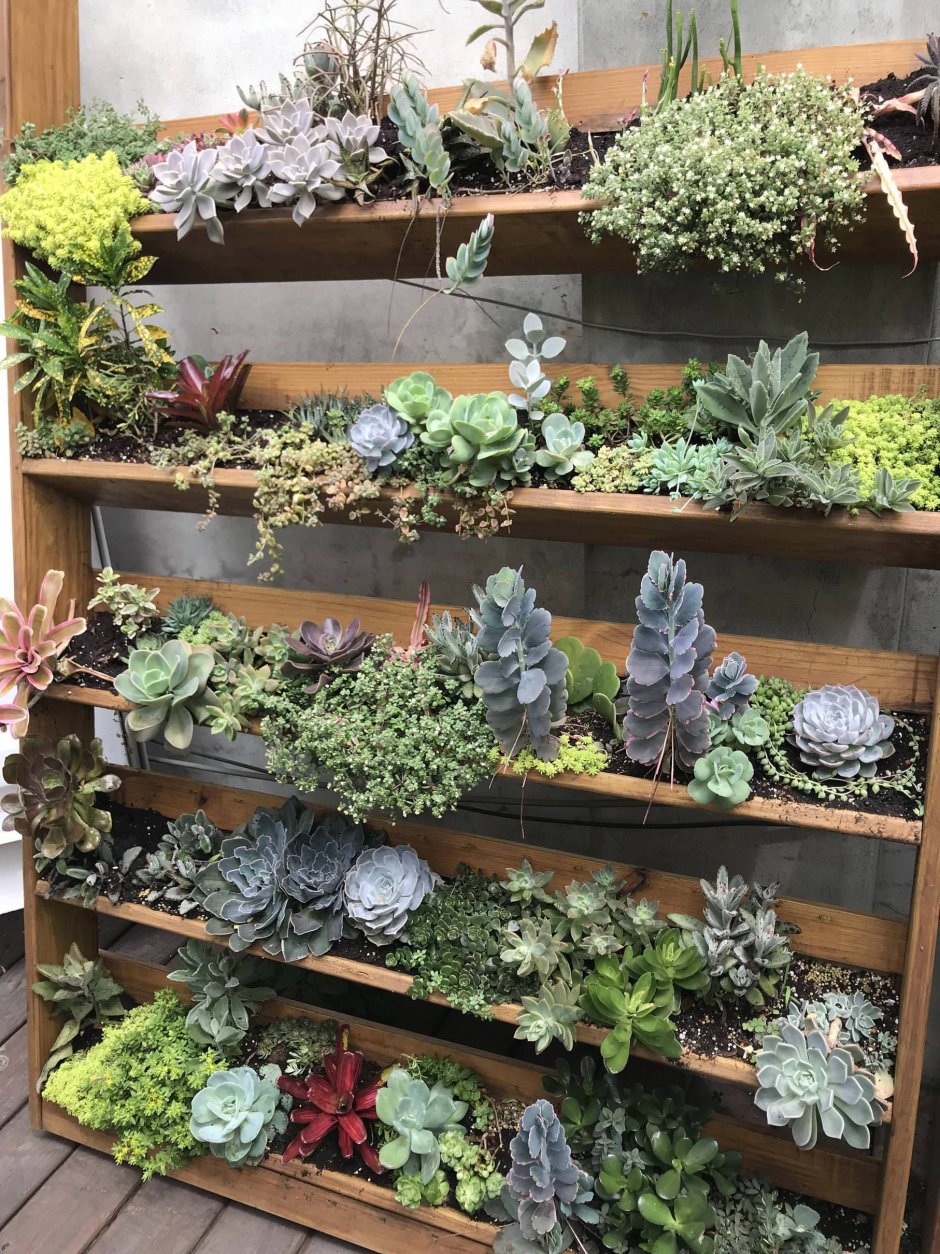 Суккуленты в интерьере квартиры