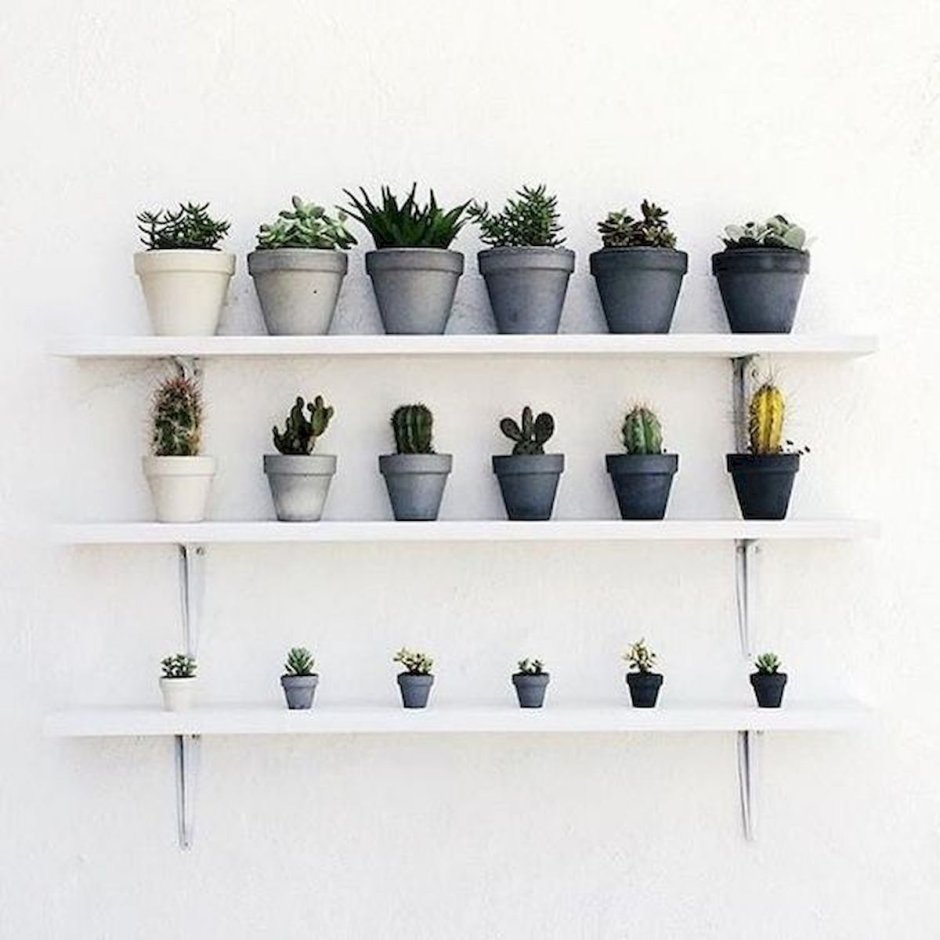 Суккуленты на балконе