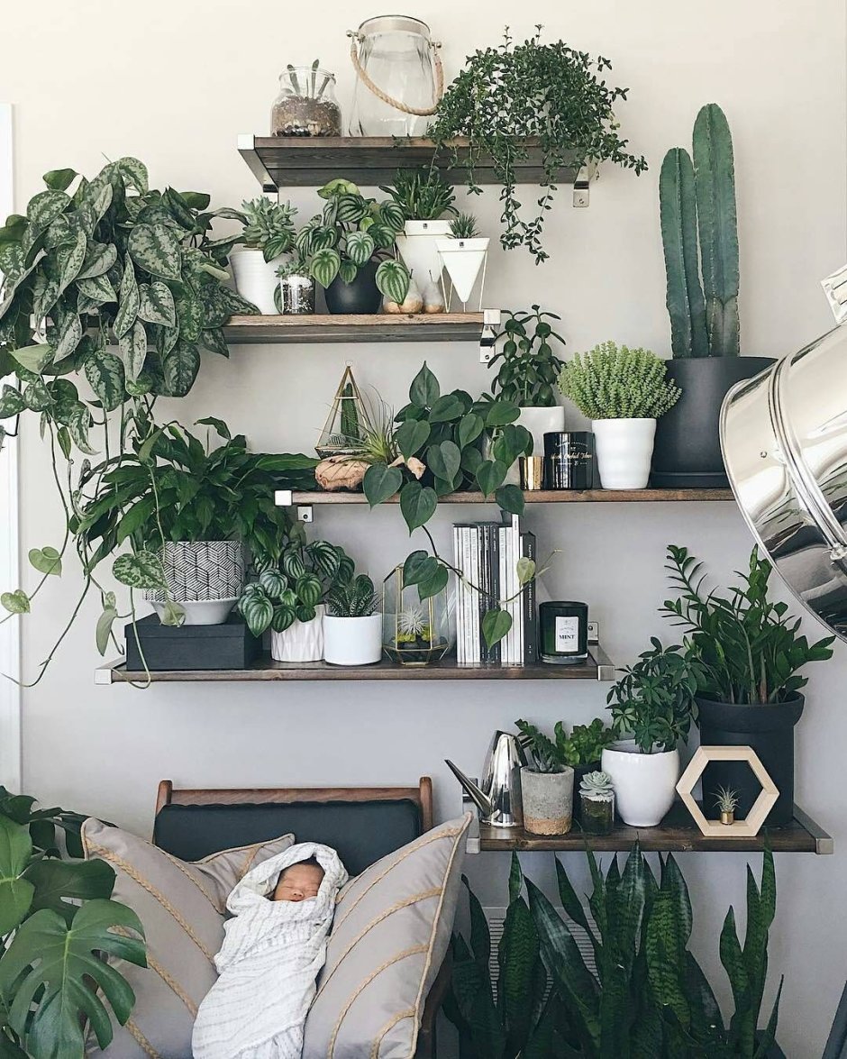 Кактусы в интерьере квартиры