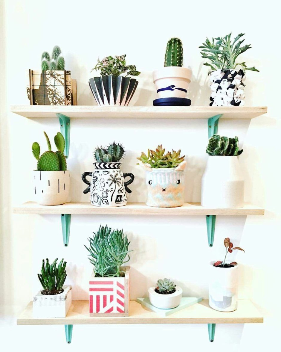 Стеллаж для кактусов