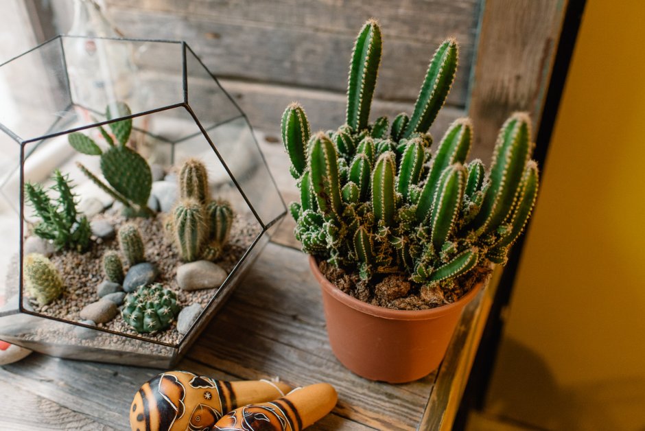 Композиции из суккулентов