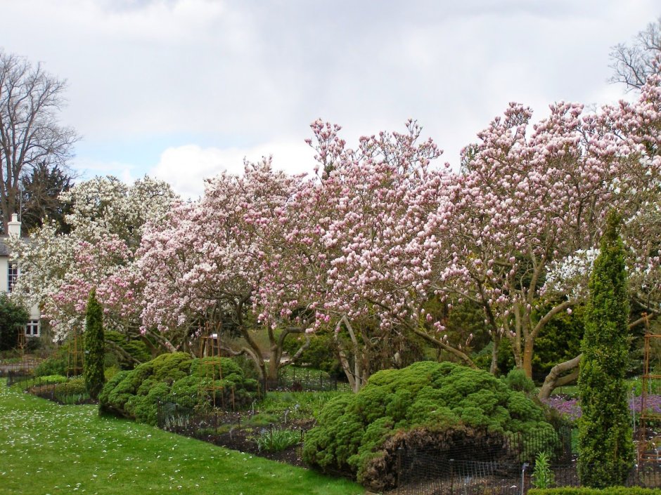 Магнолия многоствольная