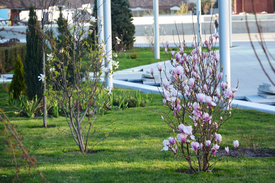 Магнолия в Ставрополе