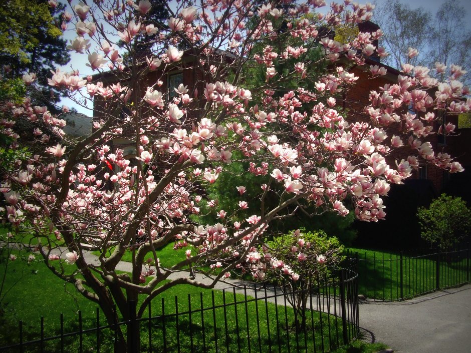 Деверо Магнолия