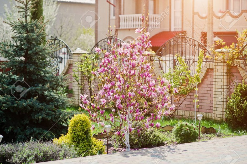 Магнолия в саду ландшафт рядом с елками