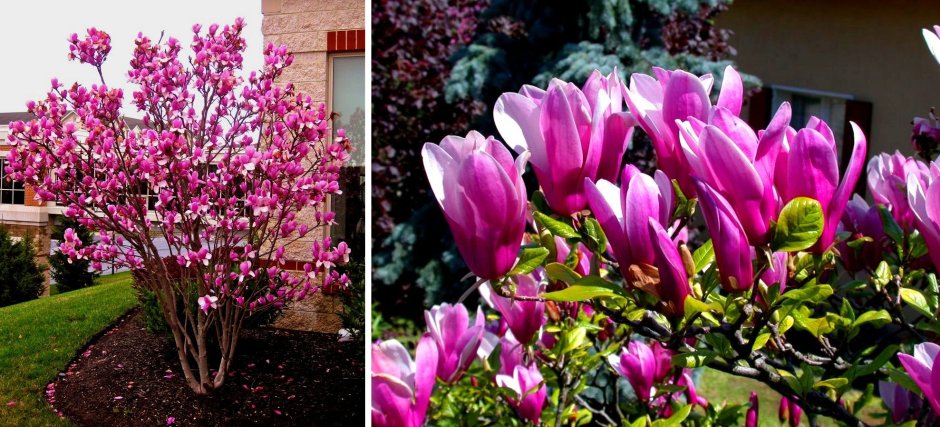 Магнолия Суланжа Сьюзан