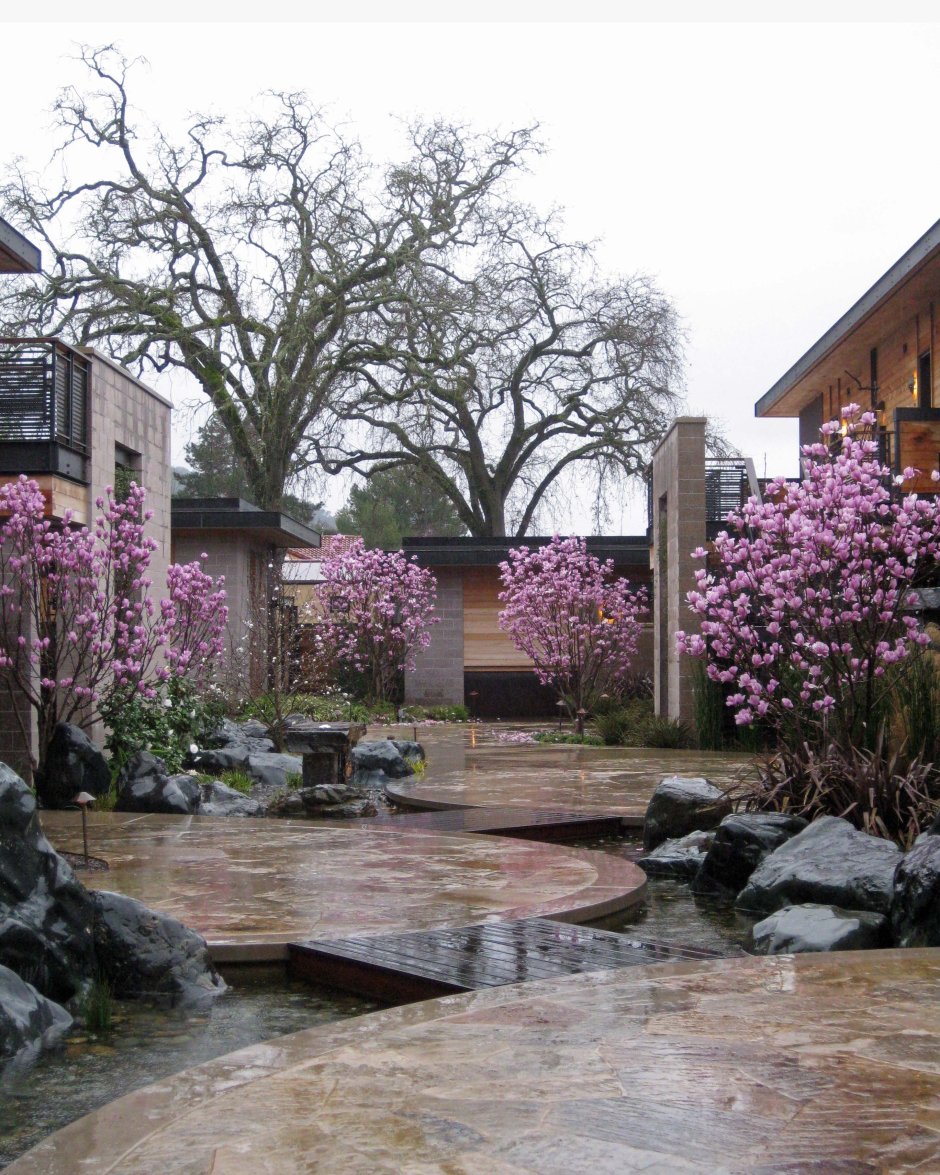 Магнолия Сьюзан в ландшафте