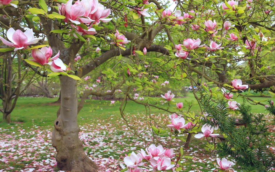 Магнолия дерево