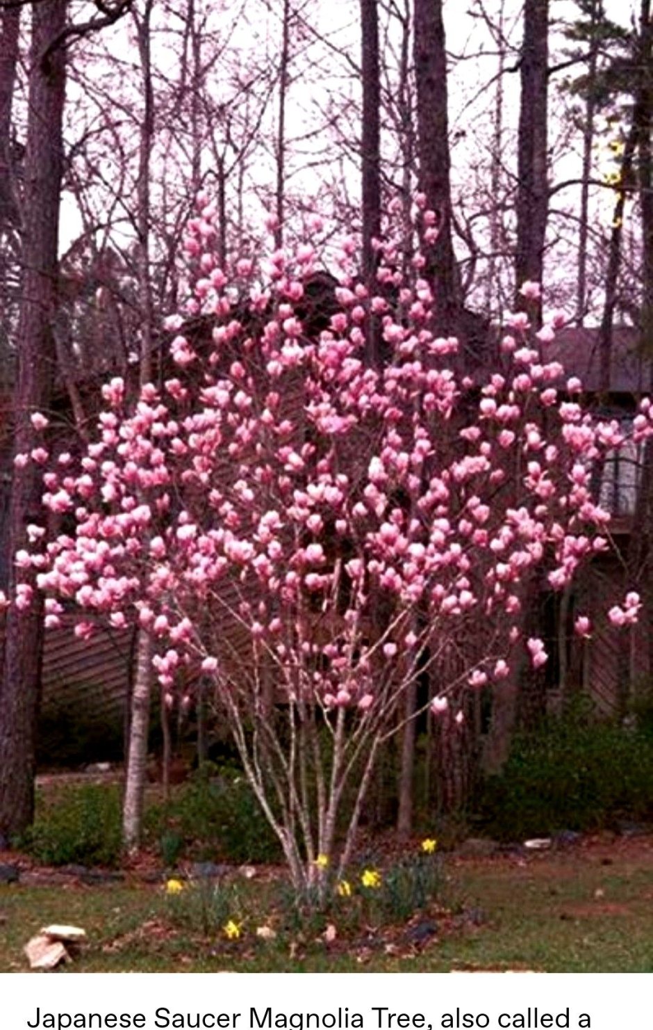 Магнолия Розеа - Суланжа