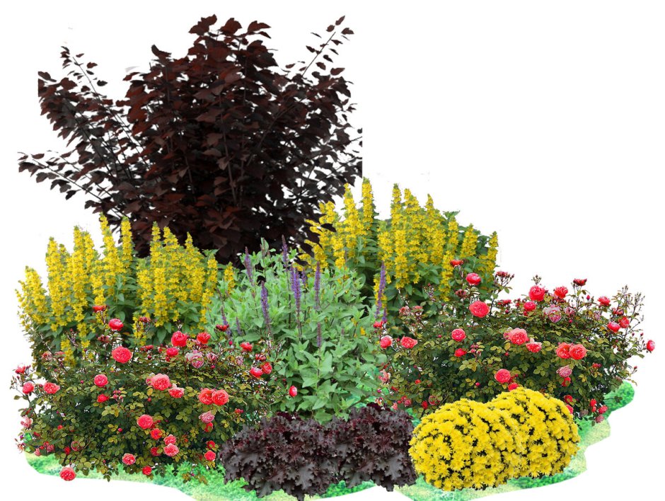 Клумба Барбарис пузыреплодник