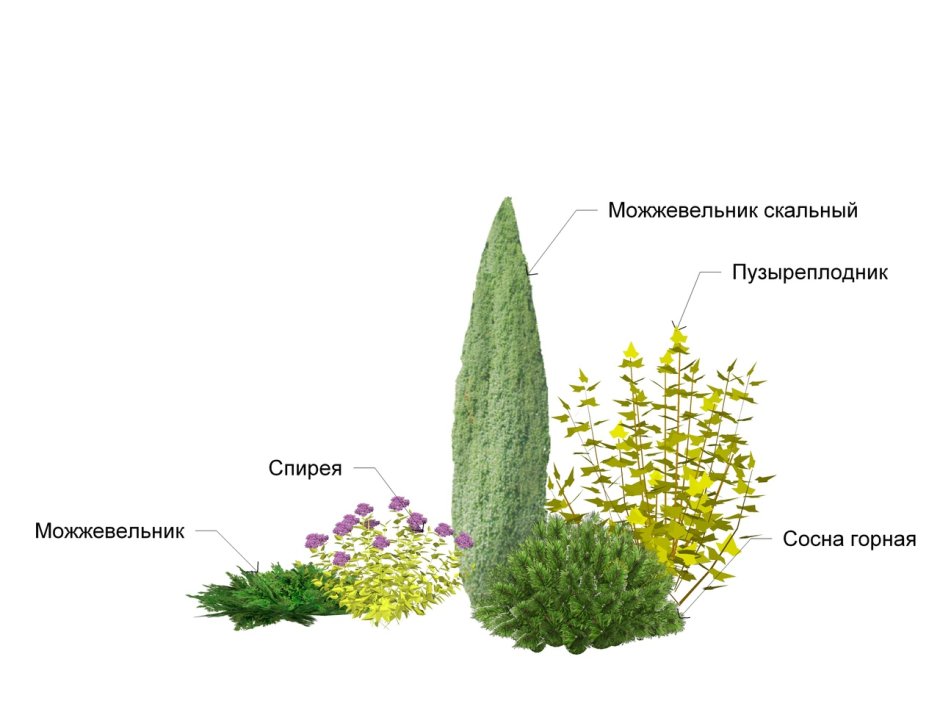 Клумбы из хвойных туя можжевельник спирея