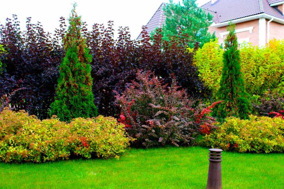 Барбарис, спирея, пузыреплодник