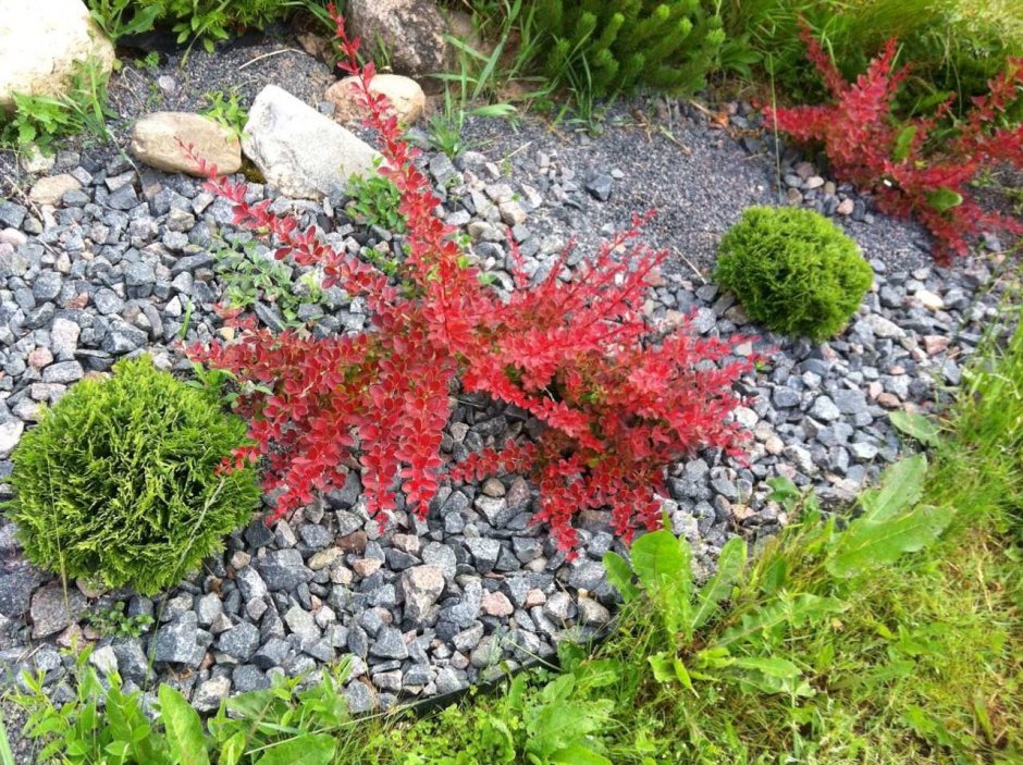 Барбарис Тунберга и можжевельник