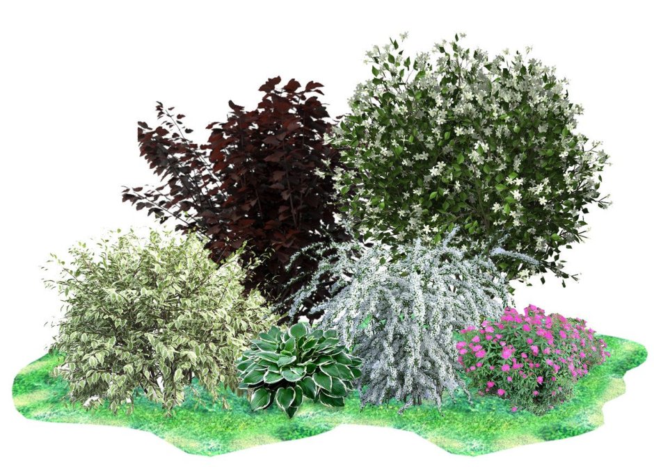 Клумба гортензия, пузыреплодник, Барбарис