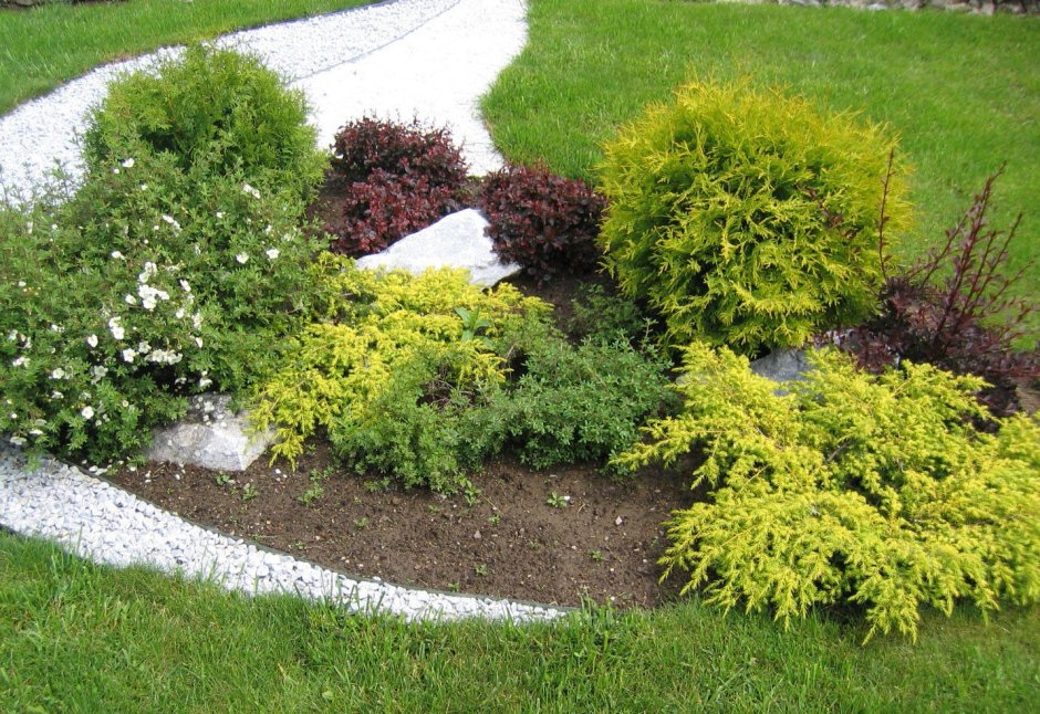 Барбарис.Тунберга рокарий