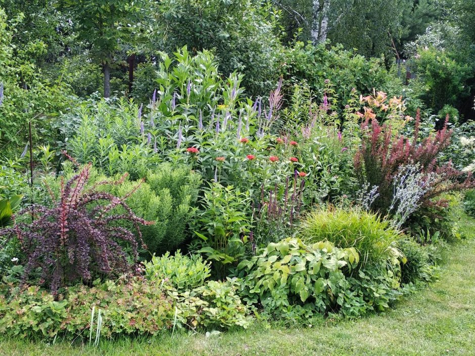 Барбарис Электра в клумбе