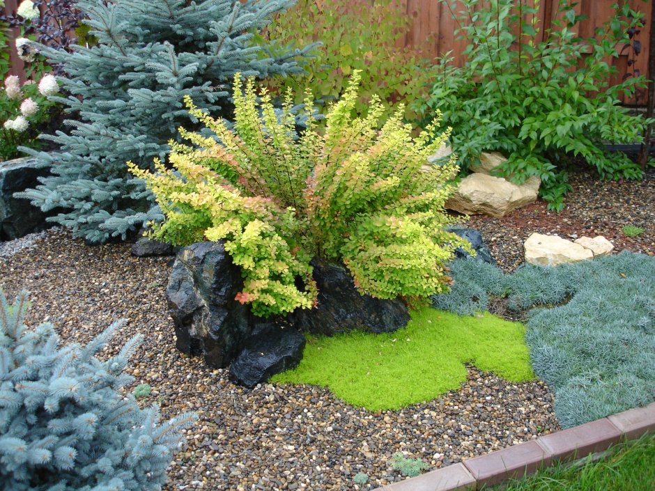 Засухоустойчивые кустарники для солнечных мест