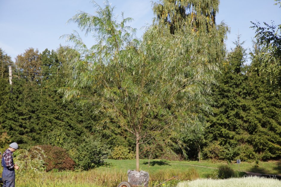 Ива Шверина плакучая