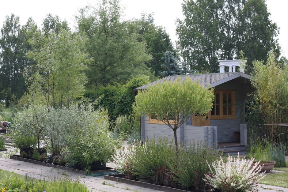 Ива Шверина Salix schwerinii