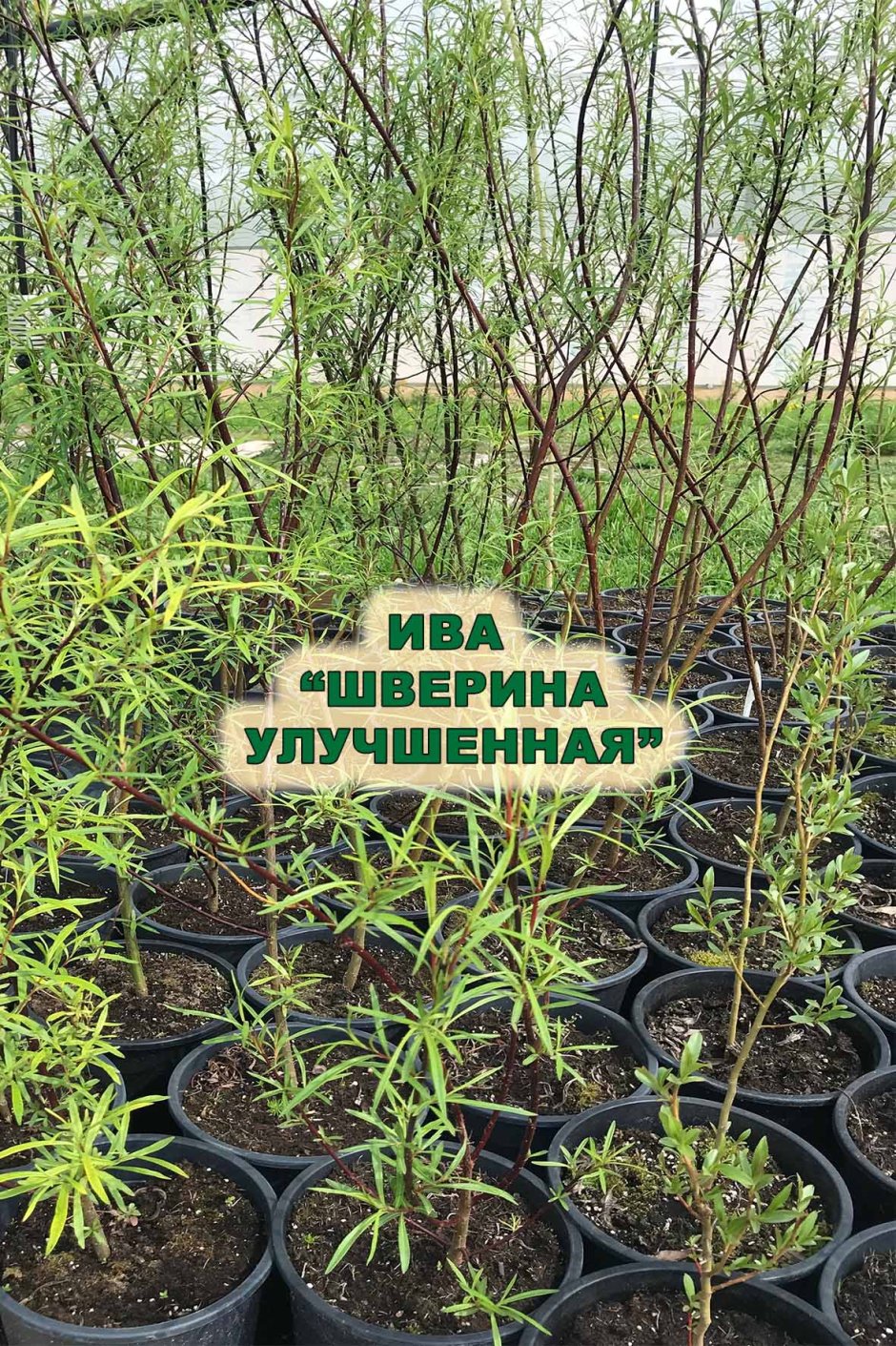 Ива "Шверина улучшенная" Salix 'Schwerina Ulutschennaja'