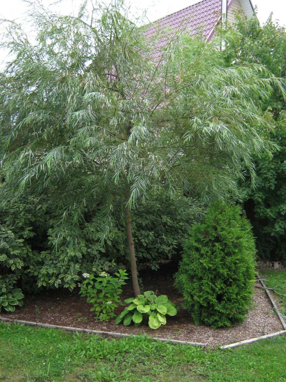 Ива гибридная Шверина улучшенная