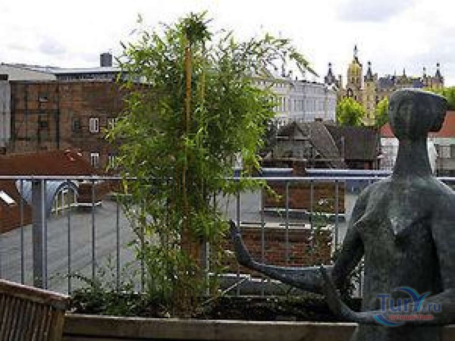 Ива Salix rosmarinifolia