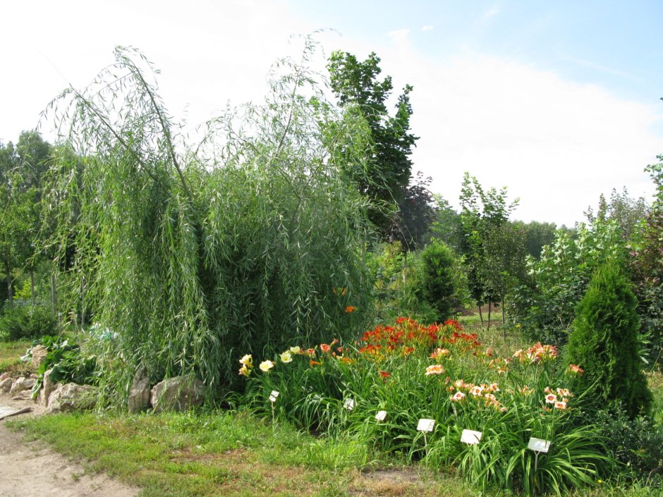 Ива плакучая Миндовского