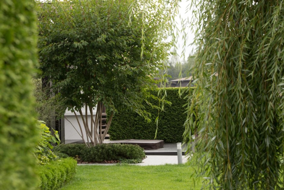 Ива Плакучий Гном