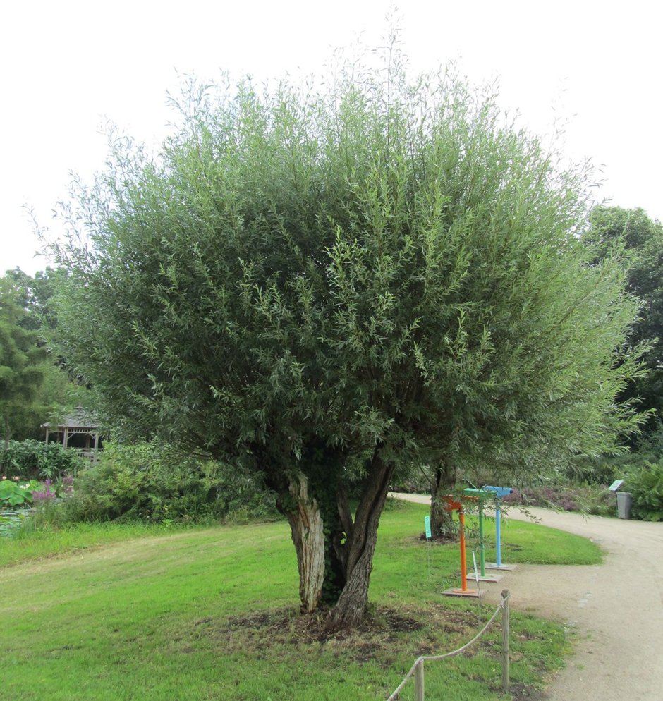 Сосна Веймутова pendula