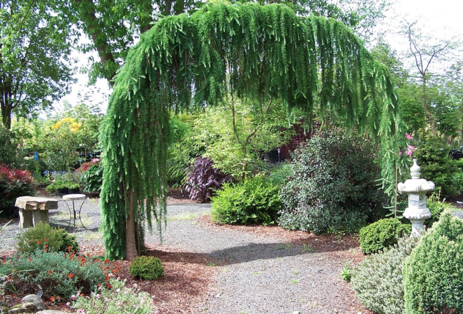 Ива Пендула