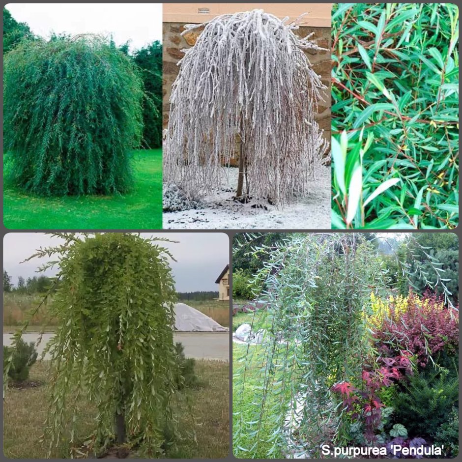 Ива Плакучий Гном