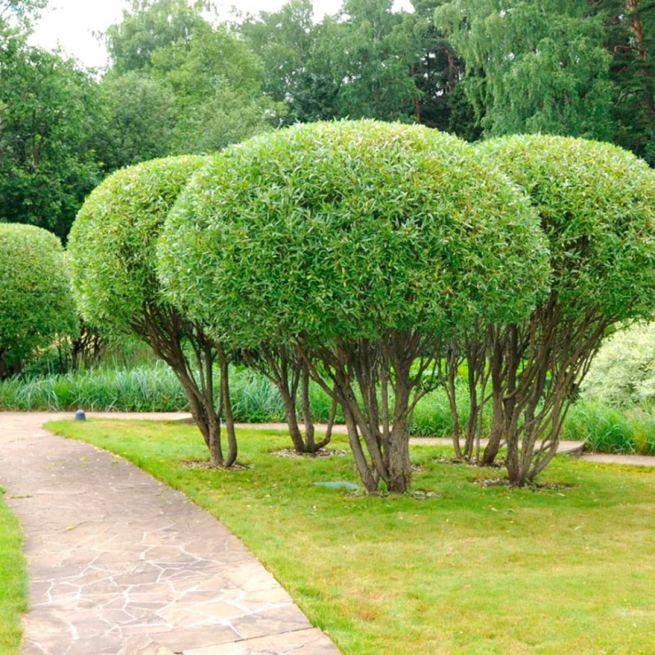 Ива белая Пендула