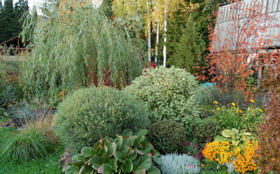 Лиственница Пендула (pendula)