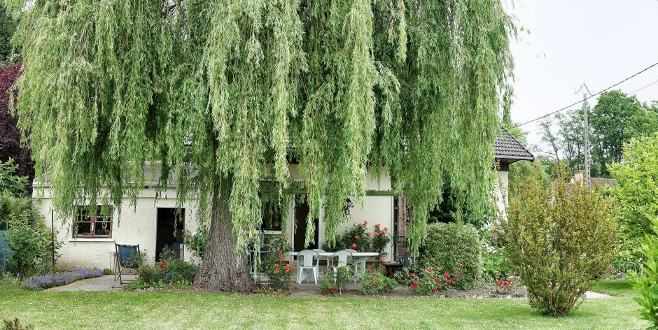 Ива белая Тристис ( 300-400 см )