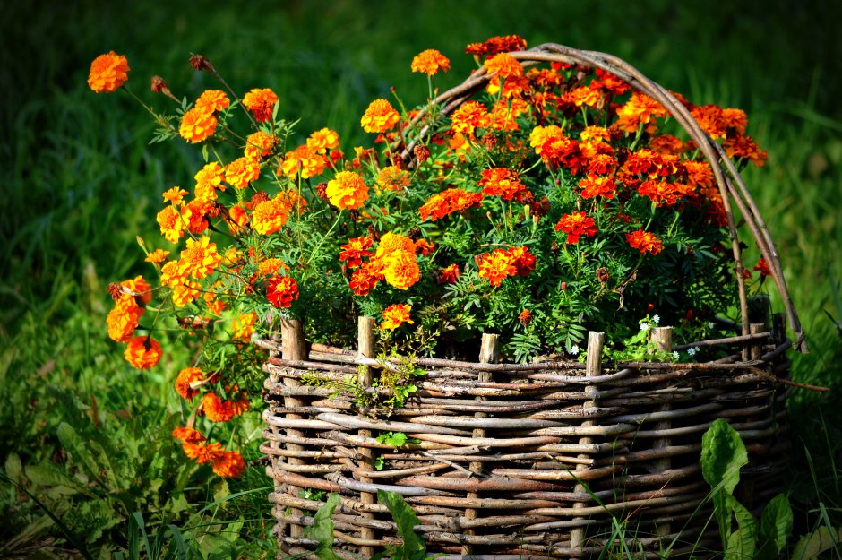 Декорации для огорода