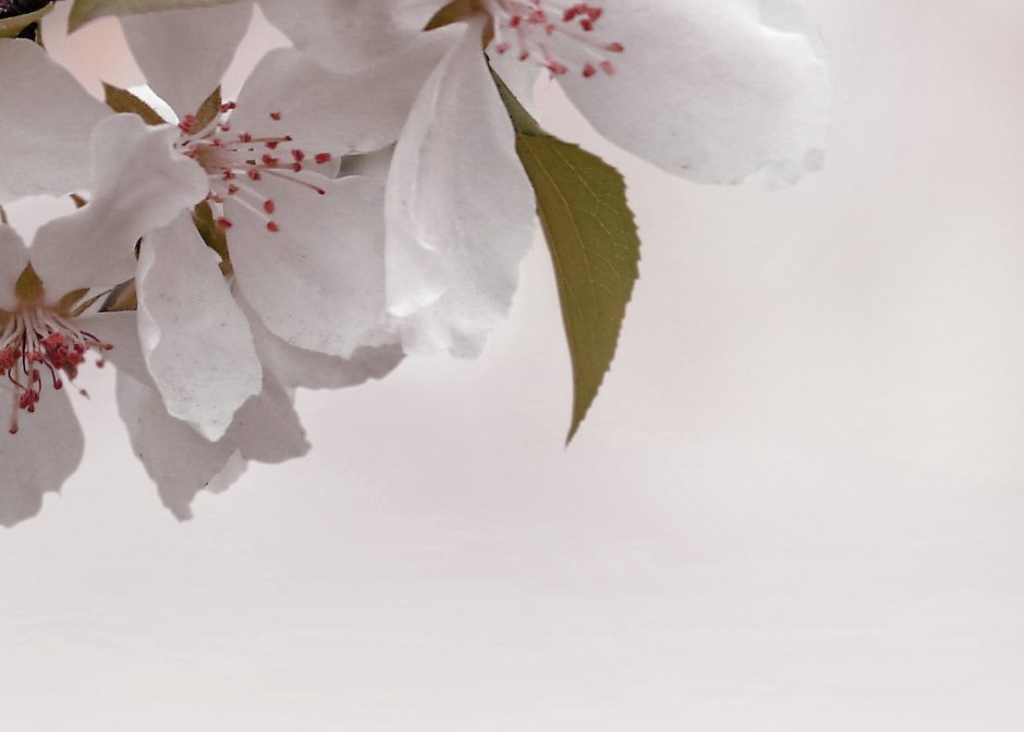 Азалия Сакура плитка