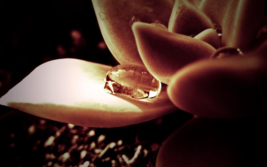 Яблоко Макросъемка