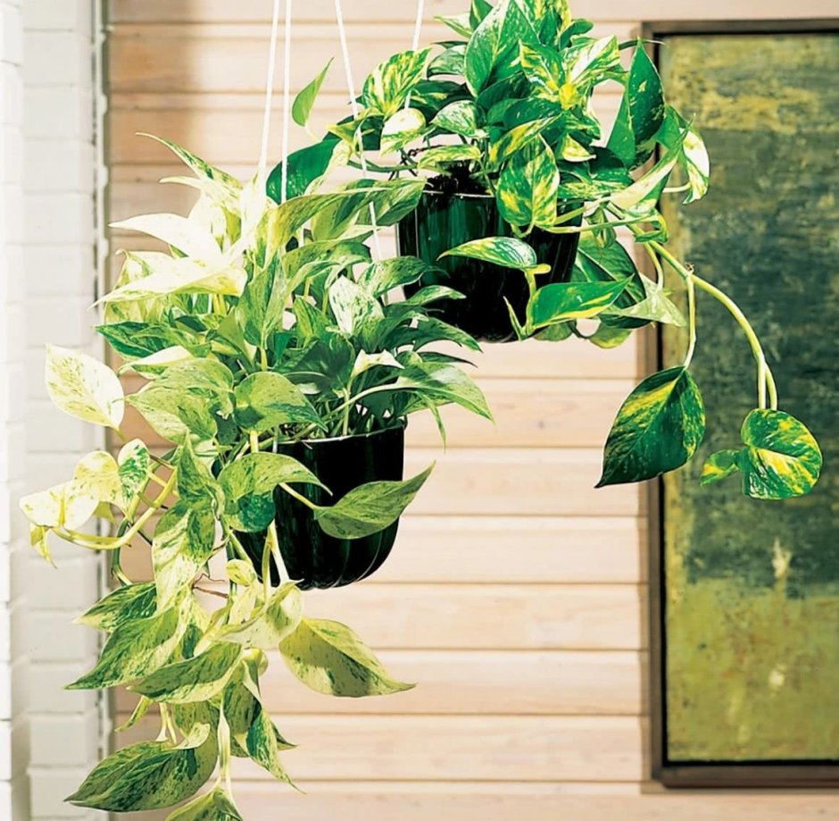 Плющ сингониум