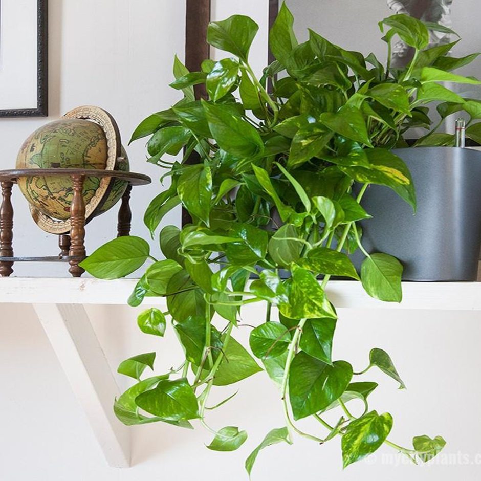 Декор из сциндапсус