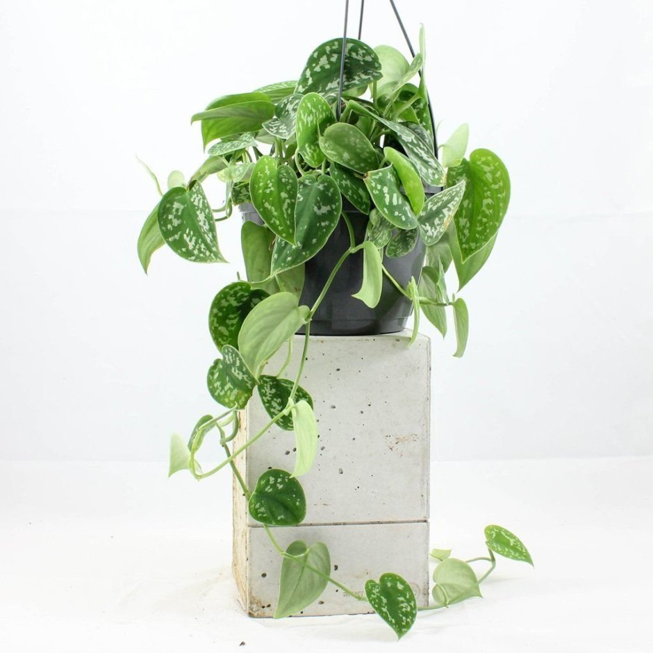 Зонирование зеленью