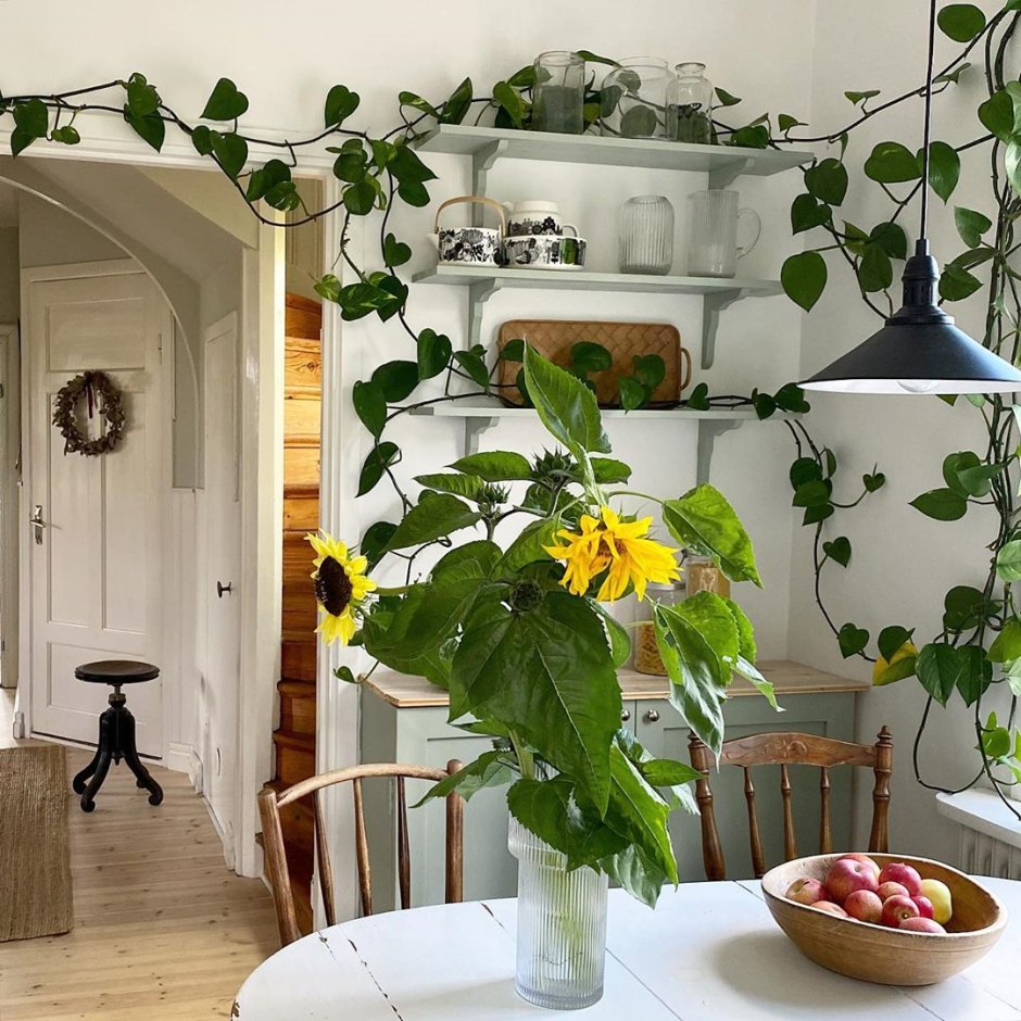 Сциндапсус фитостена