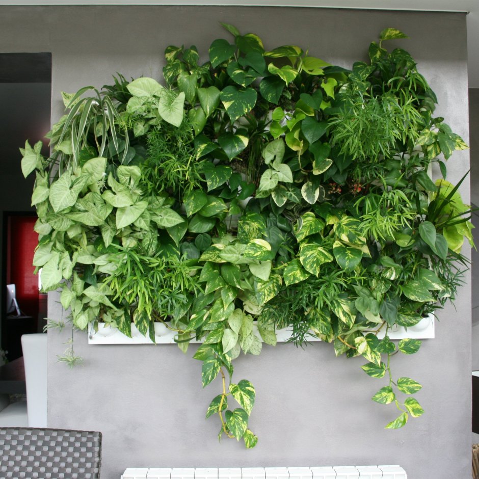 Лестница для растений