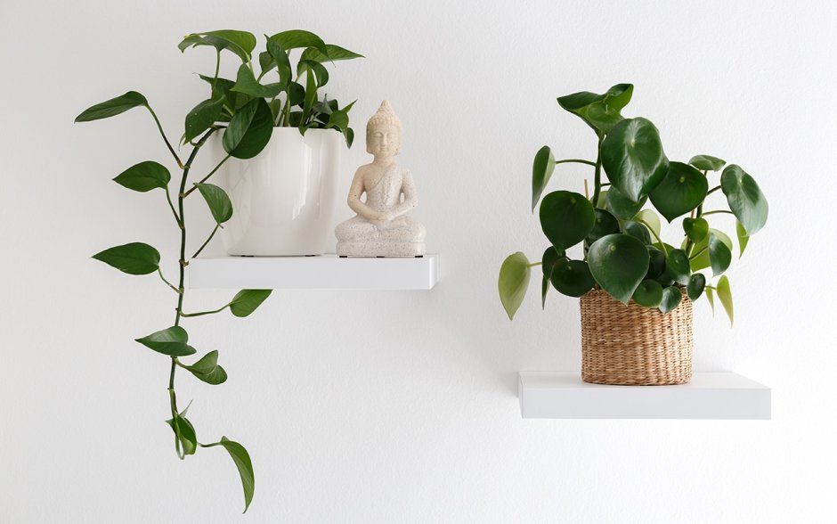 Сингониум сциндапсус