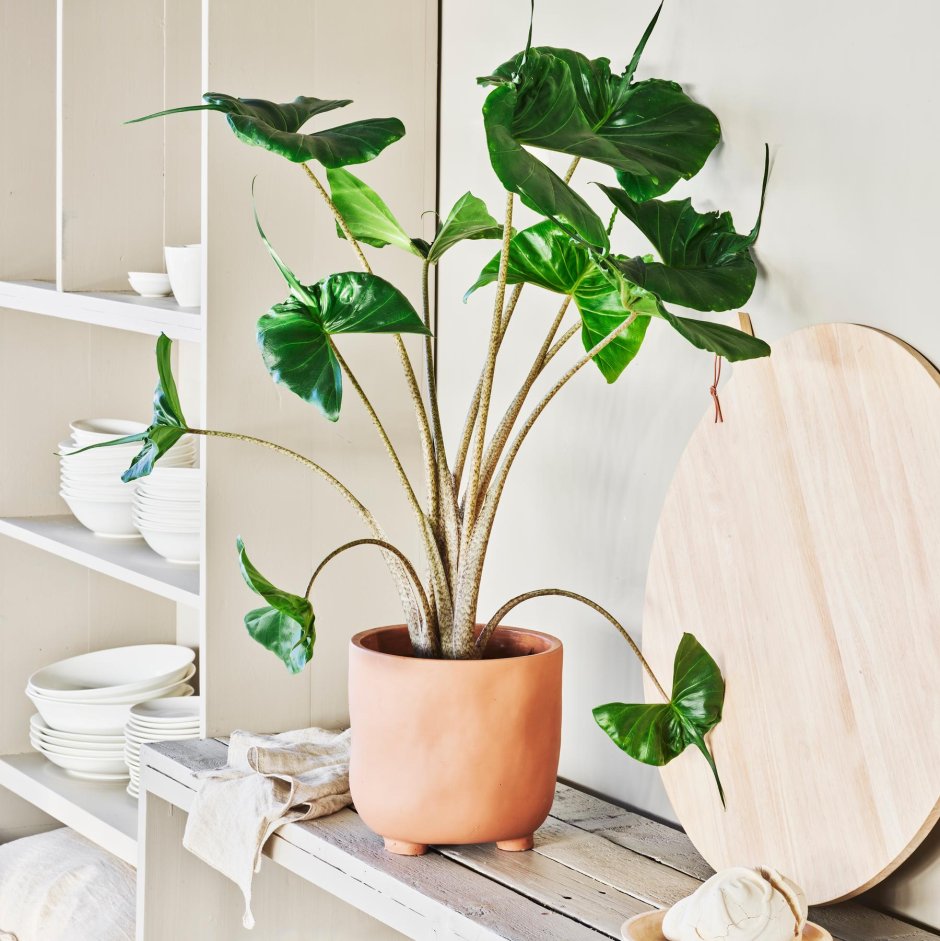 Эпипремнум Джессика